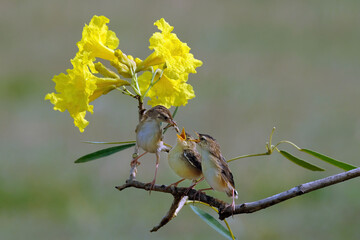 bird on a branch