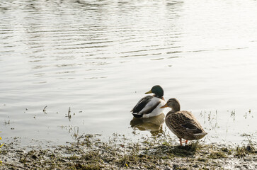Wild ducks in their natural environment.