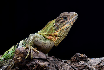 Close up photo of a Spiny tailed iguana