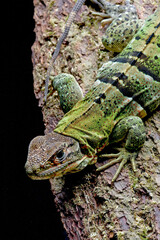 Spiny tailed iguana on a rock