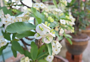Closeup beautiful white euphorbia milii , crown of Thorns