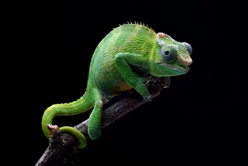 Foto auf Alu-Dibond chameleon on a branch © shirly