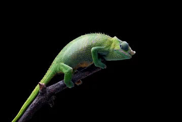 Foto op Plexiglas chameleon on a branch © shirly