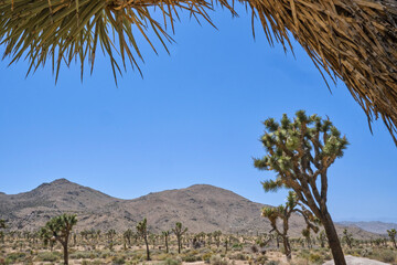 joshua tree national park