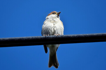 Ein Sperling sitzt auf einer Stromleitung vor tiefblauem Himmel (Großaufnahme)