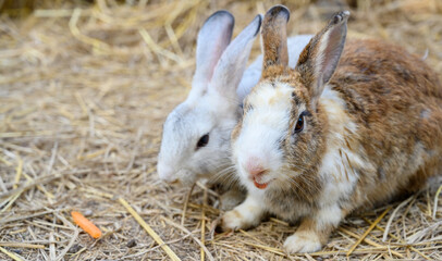 Cute rabbit bunny domestic pet on straw. Rabbit farm.