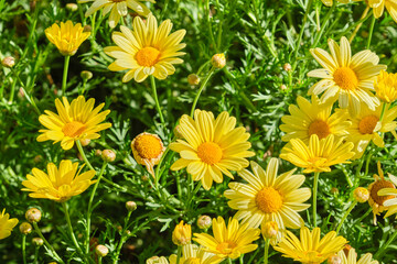 yellow flowers background