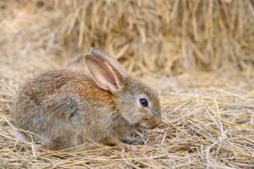 Cute brown rabbit bunny domestic pet on straw. Rabbit farm.