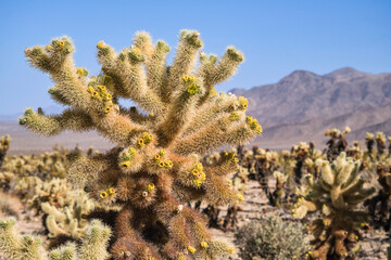 cactus in the desert