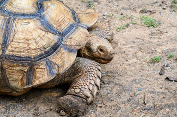 Obraz premium African Spurred Tortoise in the garden. giant turtle with copy space.