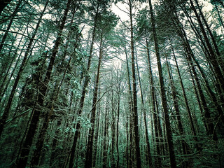 Winter forest landscape.