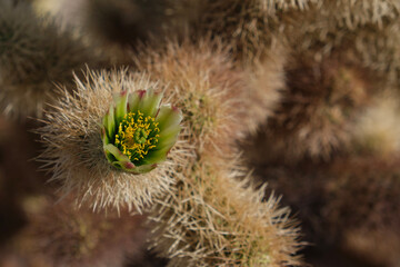 cactus flower macro