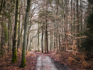 Naklejka premium The forest awakens again after the winter break.