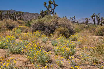 joshua tree national park