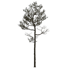 Fototapeta premium slash pine on isolated empty background