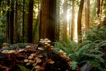 Fantastic Fungi In the Redwoods