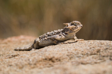 lizard on the stone