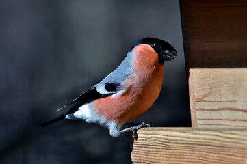 Ein Gimpel-Männchen mit einem Sonnenblumenkern im Schnabel beim Vogelhäuschen (Makroaufnahme)