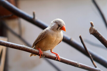 sparrow on a branch