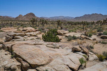 joshua tree national park