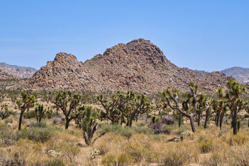 joshua tree national park