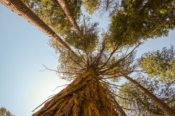 sequoia trees