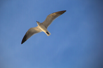 Gaviota volando