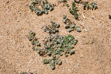 flowers in the desert