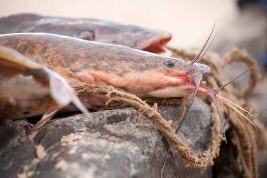 One of many varieties of Congo River catfish.; Bulu, Democratic Republic of the Congo.