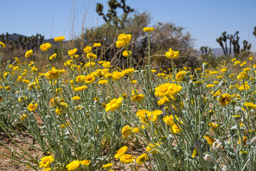 flowers in the desert