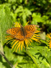 butterfly on yellow flower