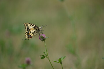 Swallowtail butterfly close up on a red clover in nature