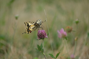Swallowtail butterfly, large colorful butterfly on a red clover flower
