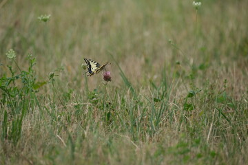Swallowtail butterfly on a field, large colorful butterfly