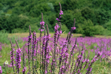 field of lavender