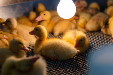 Cute baby duck in the farm