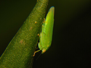 green gypona  on a leaf