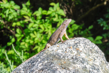lizard on a rock in the Joshua tree national park