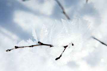 Obraz premium hoarfrost on a branch in Eriz during winter