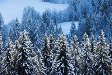 snow covered trees in idyllic winter landscape in Eriz