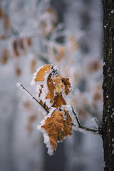 Frosty oak leaves 