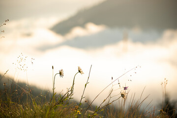 Chamomile flowers on a cliff overlooking the misty mountains.