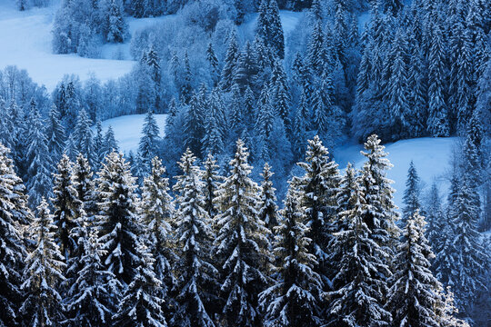 snow covered trees in idyllic winter landscape in Eriz