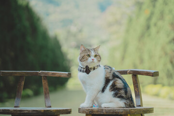 travel in autumn with scottish cat with tree and mountain background