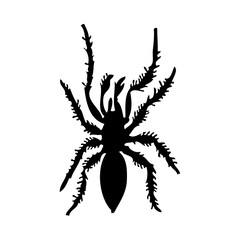 Spider Silhouette