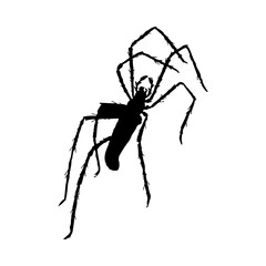 Spider Silhouette