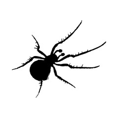 Spider Silhouette