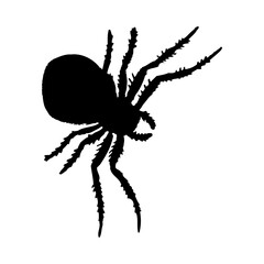 Spider Silhouette