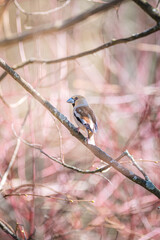 Hawfinch on a blossoming bush