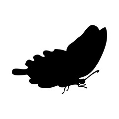 Butterfly Silhouette